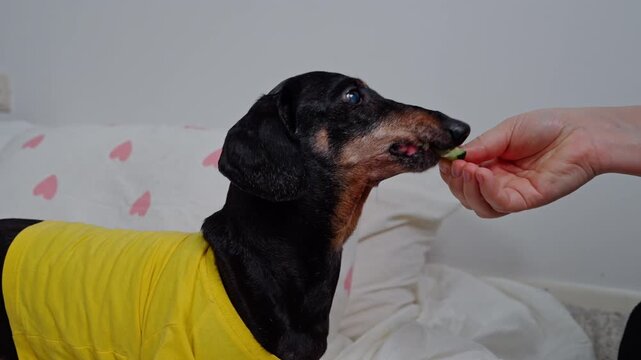 A black and tan dachshund wearing a yellow shirt eats a piece of cucumber from a hand while lying on a blanket with a heart pattern in the comfort of his home.