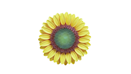 Sunflower bloom with yellow petals and green center on white background
