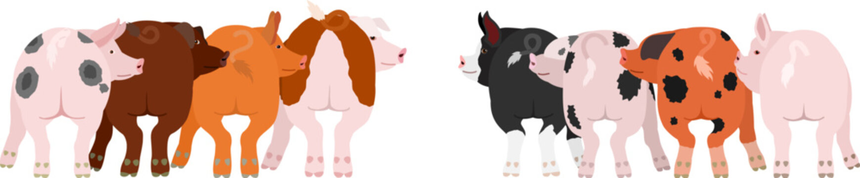 2 groups of pigs looking back