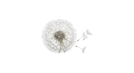 Dandelion Puffs Detaching from Seed Head on a Pure Black Background