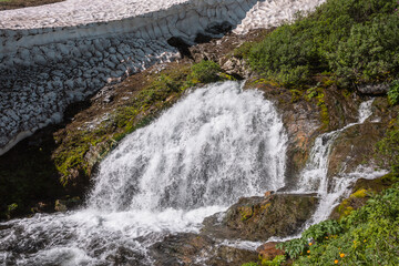 Big waterfall flows from mossy rock under snow cornice in sunny day. Green alpine scenery with pure mountain creek among wild lush flora in bright sun. Large river source under snowfield in sunlight.