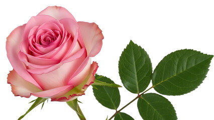 Pink Rose with Green Leaves isolated on a transparent background flower plant nature