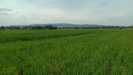 Vast Green Rice Fields Under a Cloudy Sky with Distant Mountains