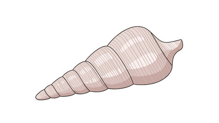 Beautiful conch shell illustration with soft pink and white tones and delicate spiral ridges on a plain white background.