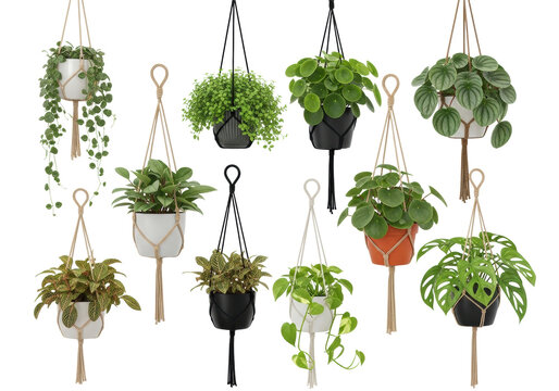 diverse collection of detailed hanging houseplants including monstera, pothos, and peperomia in minimalist pots suspended by textured ropes, against a pristine infinite white background with copy