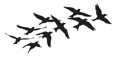 Obraz premium Group of black birds soaring and flying across white empty background graphic