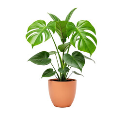 A monstera plant in a terracotta pot on a png transparent