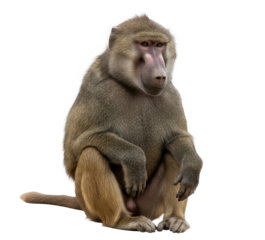 A baboon sitting on a white surface with its arms crossed.