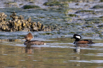 A pair of male and female hooded mergansers swimming in the estuary