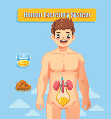 Human Excretory System