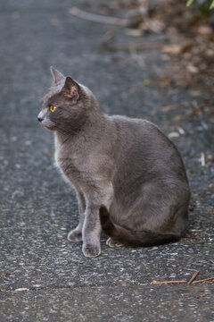gray cate watch
