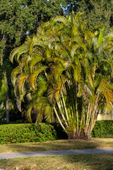 Fototapeta premium A Golden Cane Palm also known as the Areca Palm