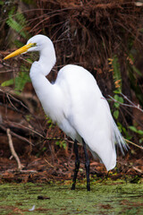A Great Egret hunting in a swamp
