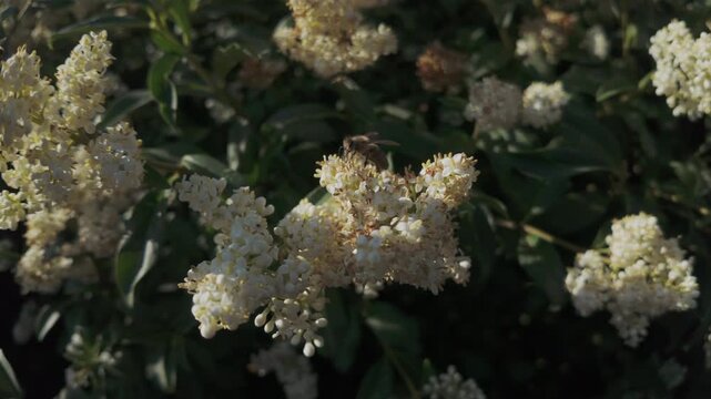 Honey bee collects nectar on small white flowers of European privet, Ligustrum vulgare swaying in the breeze in the evening light at sunset 