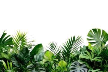 Lush tropical greenery with diverse palm and monstera leaves
