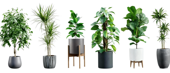 Assortment of various potted indoor plants in different planters, showcasing diverse foliage and tropical species for interior decoration.