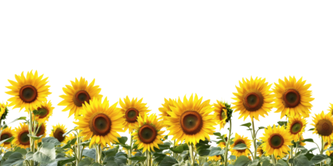 A stunning row of sunflowers, exuding warmth and vibrancy, perfect for adding a pop of color and energy to any design or project