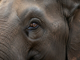 Fototapeta premium Poignant Elephant Eye Close-up, Deep Wisdom and Emotion, Reflecting Natural Habitat, Wildlife Conservation Theme