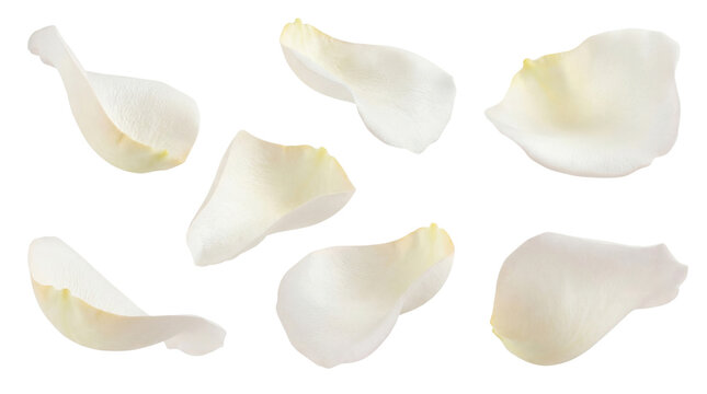 six elegant white rose petals scattered on a dark background, conveying a sense of purity, romance, and delicate beauty for designs.
