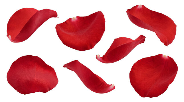 beautifully delicate red rose petals scattered and isolated on a transparent background, perfect for romantic and elegant design projects.