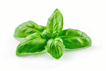 Fototapeta premium A fresh sprig of vibrant green basil leaves