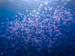 Luminous Swarm of Translucent Jellyfish in Deep Ocean, Bioluminescent Marine Life, Ethereal Underwater Scene