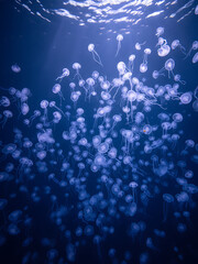 Luminous Swarm of Translucent Jellyfish in Deep Ocean, Bioluminescent Marine Life, Ethereal Underwater Scene