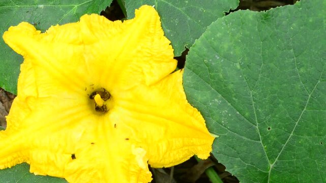 Bees Feeding On Pumpkin Flower Pollen 