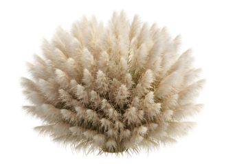 Decorative ornamental plant arrangement with soft textures on transparent background