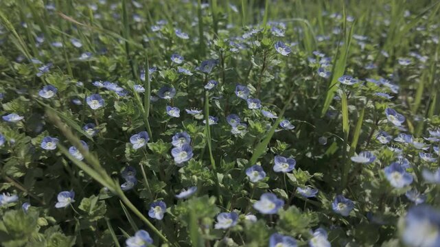 Close-up of many blue wild flowers Speedwell, Veronica blooming in spring on a green meadow, camera moves forward over the flowers, slow motion