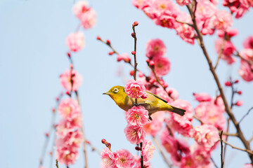 梅の花の蜜を求めるメジロ © walkingcow3039