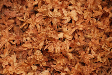 Close Up Shot of Dried Arabian Jasmine Flowers - Jasminum Sambac