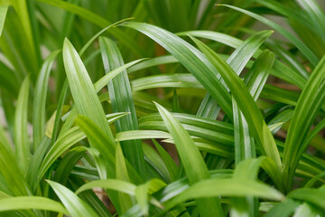 Close Up Shot of Pandan Leaves