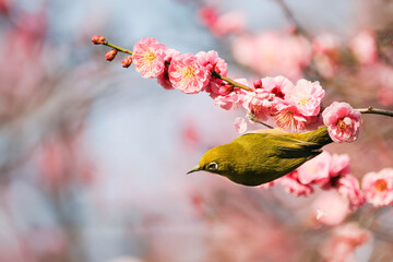 梅の花の蜜を求めるメジロ