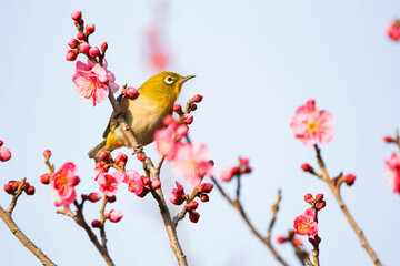 梅の花の蜜を求めるメジロ