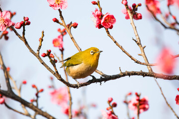 Obraz premium 梅の花の蜜を求めるメジロ