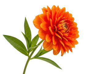 Bright orange flower isolated on transparent background