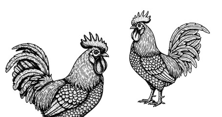 Rooster engraving illustration for farm and food branding © Gabut Stock