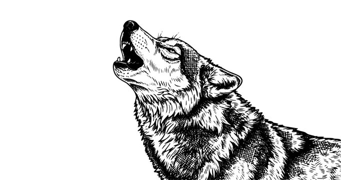 Wolf engraving illustration for outdoor brand logo design