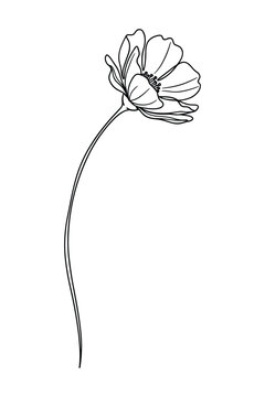 Delicate line art of cosmos flower blooming on long slender stem