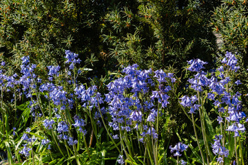 Gorgeous closeup photography of bluebell flowers blossoming in spring with beautiful green background