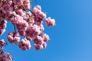 Bright pink cherry blossoms, bloomed on branches covered with delicate leaves against bright blue sky