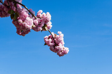 Bright pink cherry blossoms, bloomed on branches covered with delicate leaves against bright blue sky