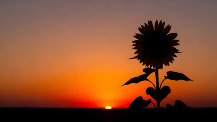 Dark silhouette of a sunflower against a vibrant orange and yellow sunset horizon