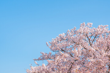 桜　青空　春