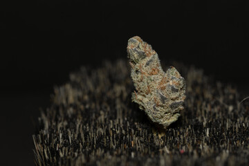 Fototapeta premium Studio close-up of medical cannabis flower and preparation details, including texture and plant material processing, presented in controlled lighting for healthcare, research, and alternative medicine
