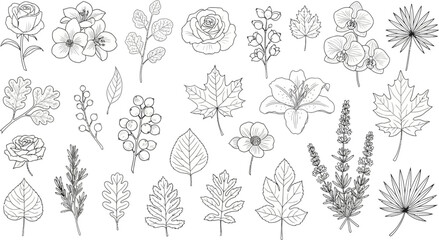 A collection of various botanical elements, including flowers, leaves, and branches, depicted in detailed black and white line art illustrations.
