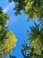 Low Angle View of Green Ginkgo Biloba Tree Canopies Against a Clear Blue Summer Sky