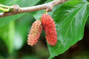 Two unripe mulberry fruit hanging from a tree branch