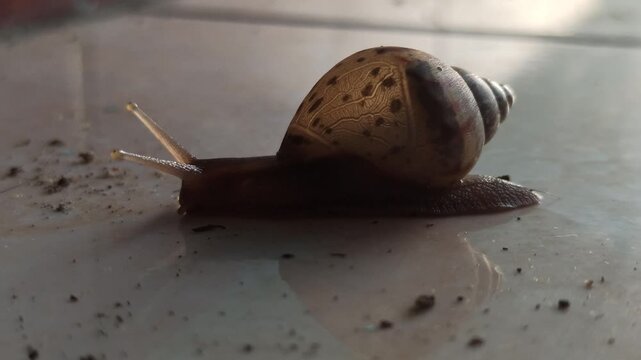 A tiny snail showcases its intricate, patterned shell, a delicate work of nature, slowly exploring leaves and bringing charm to every small corner.